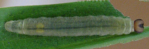 Telicota brachydesma - Final Larvae